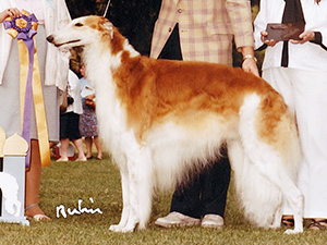 Borzoi Club of America 1984 Best of Breed - Ch. Lanel's Lobachevski