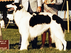 Borzoi Club of America 1985 Best of Breed - Ch. P.O.S.H. Echovesna's Islaev