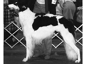 Borzoi Club of America 1987 Best of Breed - Ch. P.O.S.H. Echovesna's Islaev