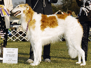 Borzoi Club of America 1988 Best of Breed - Ch. Seabury's Damon