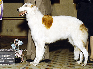 Borzoi Club of America 1989 Best of Breed - Ch. Majenkir Rubeus