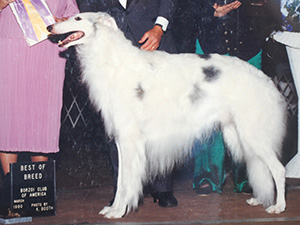 Borzoi Club of America 1990 Best of Breed - Ch. Lanel's Kaitan Khanazar