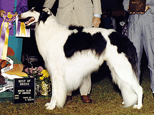 Borzoi Club of America 1991 Best of Breed - Ch. P.O.S.H. Echovesna's Islaev