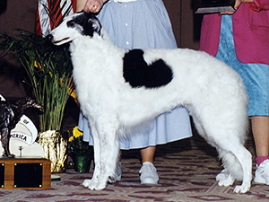 Borzoi Club of America 1992 Best of Breed - Ch. Fox Run's Ivy Rose