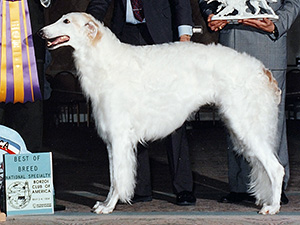 Borzoi Club of America 1994 Best of Breed - Ch. Brodny's Ironwood