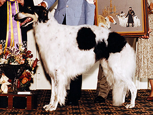 Borzoi Club of America 1995 Best of Breed - Ch. Mariza Rising Star Forever