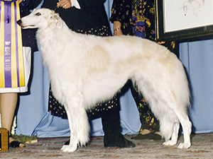 Borzoi Club of America 1996 Best of Breed - Ch. Rancho Gabriel Magic Vixen, CDX, JC