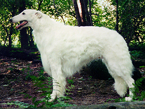 Borzoi Club of America 1998 Best of Breed - Ch. Sky Run Hemlock Hollow Rerun, CD