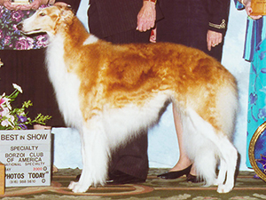 Borzoi Club of America 2000 Best of Breed - Ch. J.A.Y. Seabury JP Affectionately