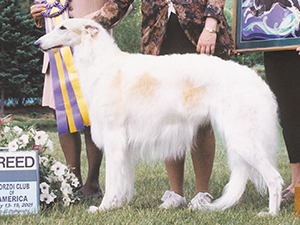 Borzoi Club of America 2001 Best of Breed - Ch. Kyrov Kinobi Dancing Star, JC