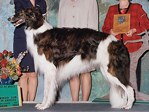 Borzoi Club of America 2002 Best of Breed - Ch. Warwind Journey Into Night