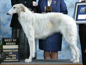 Borzoi Club of America 2005 Best of Breed - Ch. Majenkir My Fantastasia