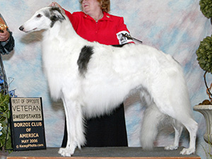 Borzoi Club of America 2006 Best of Breed - Ch. Soyara's Chantilly Lace, JC