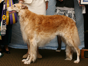 Borzoi Club of America 2007 Best of Breed - Ch. Sky Run Catera, CDX, AX, AX, AXP, OJP