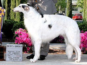 Borzoi Club of America 2008 Best of Breed - Ch. Po Dusham Royalist