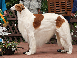 Borzoi Club of America 2009 Best of Breed - Ch. Sunburst Huntsman at Mechta