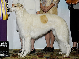 Borzoi Club of America 2011 Best of Breed - Ch. Katz Fashion Finessa at Konza