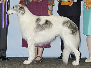 Borzoi Club of America 2013 Best of Breed - Ch. Sylvan Silver Springbok