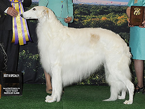 Borzoi Club of America 2014 Best of Breed - Ch. Taugo's Ulric