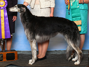 Borzoi Club of America 2015 Best of Breed - DC Oxota Avalon Switchblade, SC