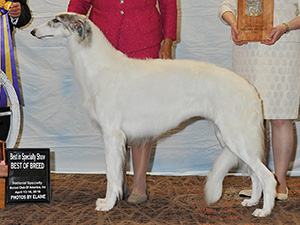 Borzoi Club of America 2016 Best of Breed - GCh. Belisarius JP M Sassy Girl