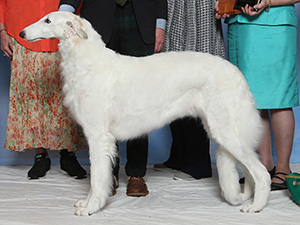 Borzoi Club of America 2017 Best of Breed - GChG Majenkir Bookstor Vintage Glamour