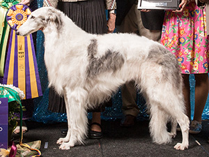 Borzoi Club of America 2018 Best of Breed - GChS Ch. Sylvan Silver Springbok