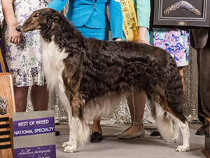 Borzoi Club of America 2019 Best of Breed - GChG Mielikki Hinote Secret Agent Man