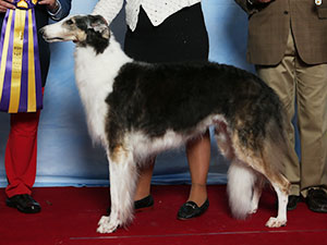 Borzoi Club of America 2021 Best of Breed - GChS Soyara's Devilish Delilah