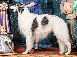 Borzoi Club of America 2022 Best of Breed - GChB Elista's Cross My Heart