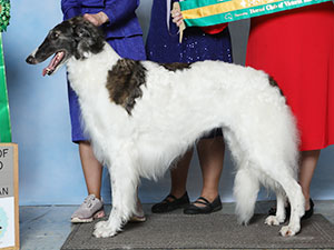 Borzoi Club of America 2023 Best of Breed - DC Téine RunTuff Suffragette City, MC, FCh.