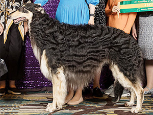 Borzoi Club of America 2024 Best of Breed - GChS Rey's Summerlane Night Wind At Regius