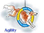 A Borzoi on the Agility A-frame