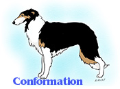 A Borzoi in conformation