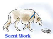 A Borzoi in scent work