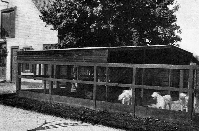 Dr de Mund's kennel