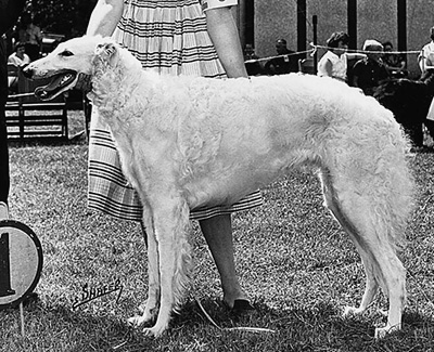 1958 Bitch, Amerian Bred - 1st