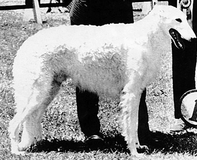 1958 Winners Dog