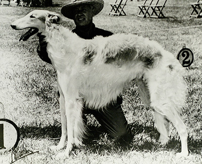 1959 Dog, Bred by Exhibitor - 1st