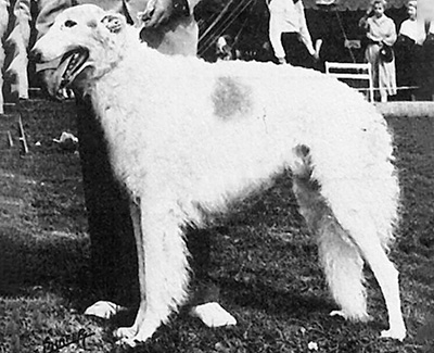 1959 Stud Dog Class - 2nd