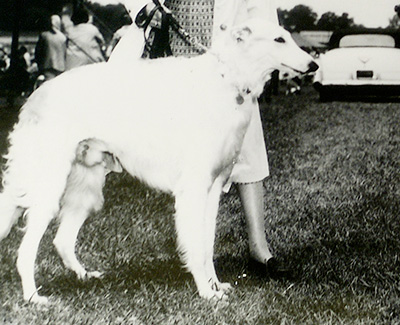 1960 Winners Dog