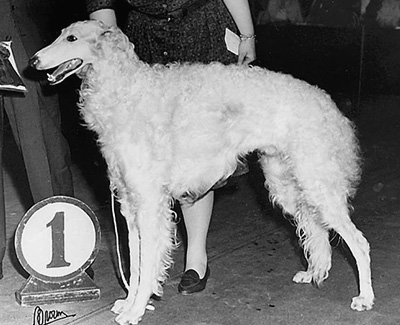 1961 Stud Dog Class - 2nd