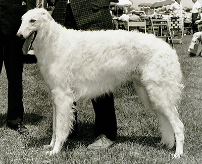 1963 Reserve Winners Dog