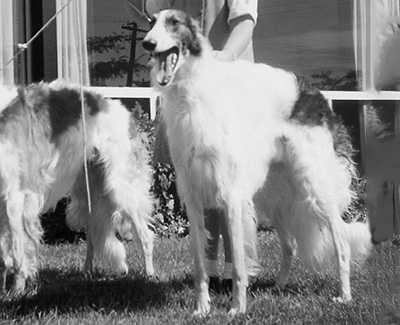 1963 Dog, Amerian Bred - 1st