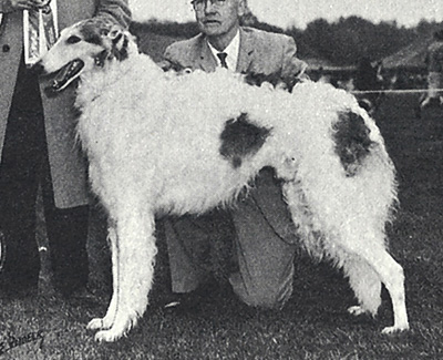 1964 Reserve Winners Dog