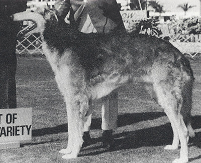 1965 Novice Dog