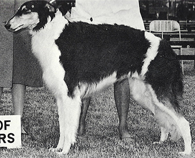 1966 Dog, 6 months and under 9 - 2nd