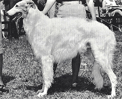 1966 Dog, Amerian Bred - 2nd