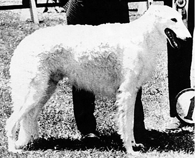 1967 Veteran Dog - 1st