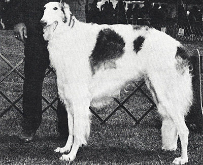 1967 Reserve Winners Dog